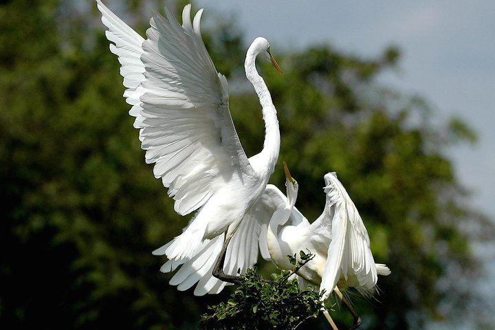 Birds in Bundala 